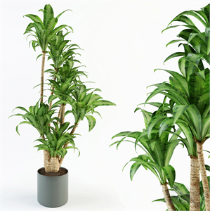 Dracaena